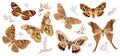 A collection of butterflies and moths painted in brown. The moth is a mystical symbol and talisman.